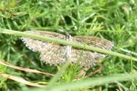 Scopula immorata