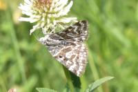 Euclidia mi