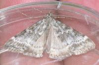 Evergestis sophialis