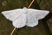 Dyscia conspersaria turturaria
