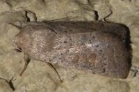 Hoplodrina ambigua