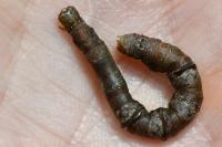 Ennomos quercinaria