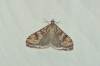 Nomophila noctuella