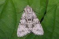 Acronicta megacephala