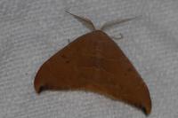 Watsonalla binaria