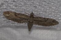 Eupithecia oxycedrata