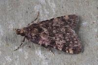 Aglossa pinguinalis