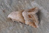 Eublemma parva