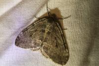 Epirrita dilutata