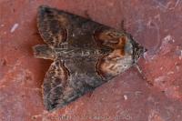 Abrostola triplasia
