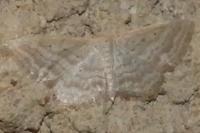 Idaea elongaria