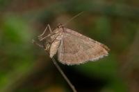 Larentia clavaria