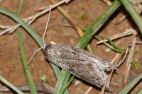 Pachycnemia hippocastanaria hippocastanaria