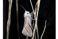 Compsoptera opacaria