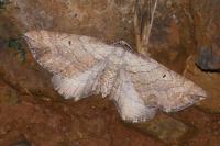 Coenocalpe millierata