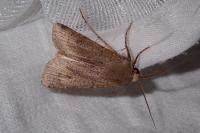 Agrotis trux