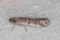 Ephestia disparella