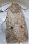 Leptologia lota