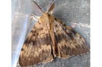 Lymantria dispar