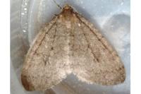 Operophtera brumata