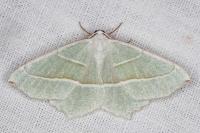Campaea margaritaria