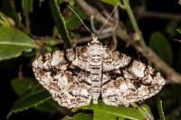 Peribatodes umbraria umbraria