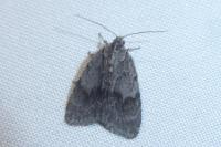 Bryonycta pineti