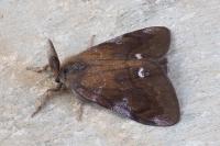 Orgyia trigotephras