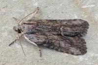 Bryophila raptricula