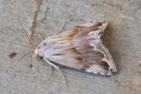 Eublemma ostrina