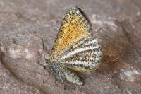 Isturgia limbaria