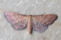 Idaea infirmaria