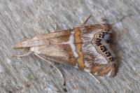 Euchromius anapiellus