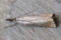 Chrysoteuchia culmella