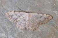 Scopula submutata roseonitens