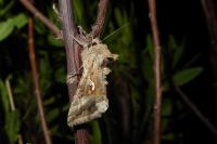 Autographa gamma