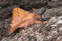 Odonestis pruni