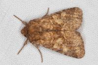 Conisania luteago olbiena