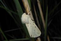 Spilosoma lubricipeda