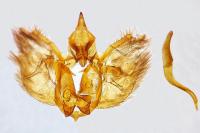 Psodos belzebuth belzebuth