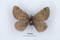 Psodos belzebuth belzebuth