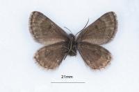 Psodos belzebuth belzebuth