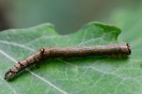 Catocala electa