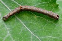 Catocala electa