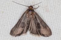 Pterothrixidia rufella