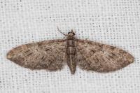 Eupithecia abbreviata