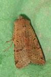 Agrochola lychnidis