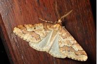 Erannis defoliaria