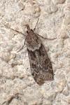 Eudonia angustea