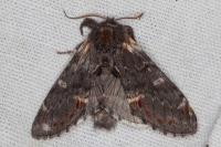 Notodonta dromedarius
